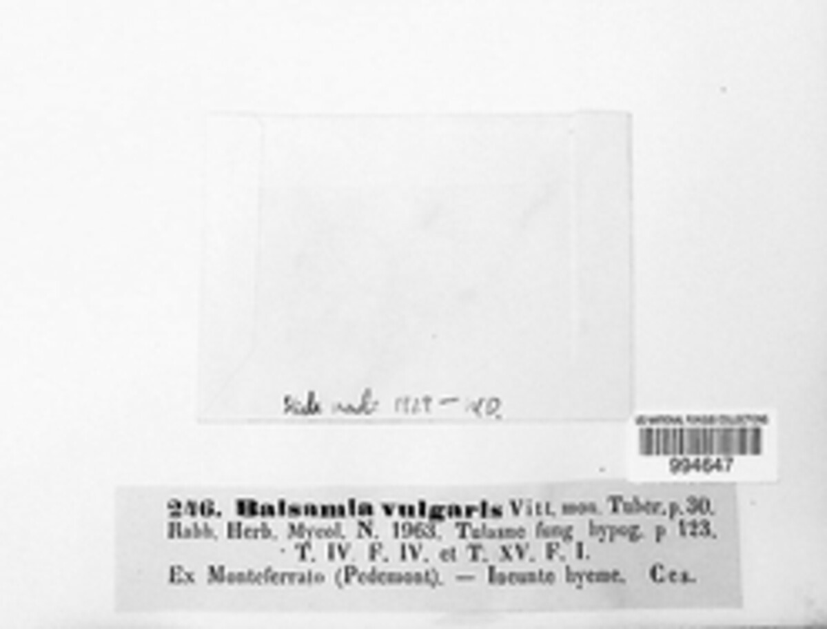 Balsamia vulgaris image